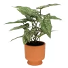Sonoma Goods For Life® Greenery In Terracotta Pot -Sonoma Goods For Life ® Sales Store 5897083