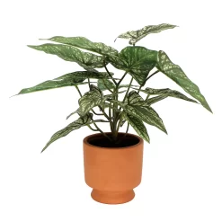 Sonoma Goods For Life® Greenery In Terracotta Pot -Sonoma Goods For Life ® Sales Store 5897083 ALT