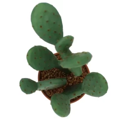 Sonoma Goods For Life® Prickly Pear Cactus In Terracotta Pot -Sonoma Goods For Life ® Sales Store 5902775 ALT2