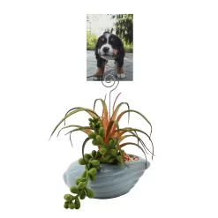 Sonoma Goods For Life® Succulent Artificial Greenery Photo Clip -Sonoma Goods For Life ® Sales Store 5903701 ALT2