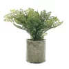 Sonoma Goods For Life® Artificial Fern In Glass Pot -Sonoma Goods For Life ® Sales Store 5904746