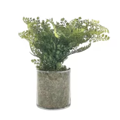 Sonoma Goods For Life® Artificial Fern In Glass Pot -Sonoma Goods For Life ® Sales Store 5904746 ALT2