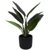 Sonoma Goods For Life® Banana Leaf Plant In Ceramic Pot -Sonoma Goods For Life ® Sales Store 6004226